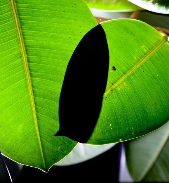 Hojas verdes frescas en fondo negro