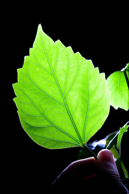 Hojas verdes frescas en fondo negro