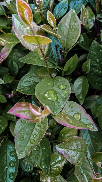 Hojas verdes y frescas con gotas de agua