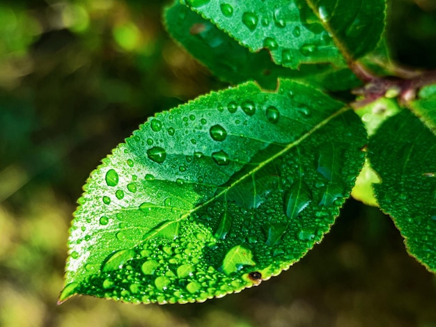 Foto hojas verdes frescas con gotas de agua