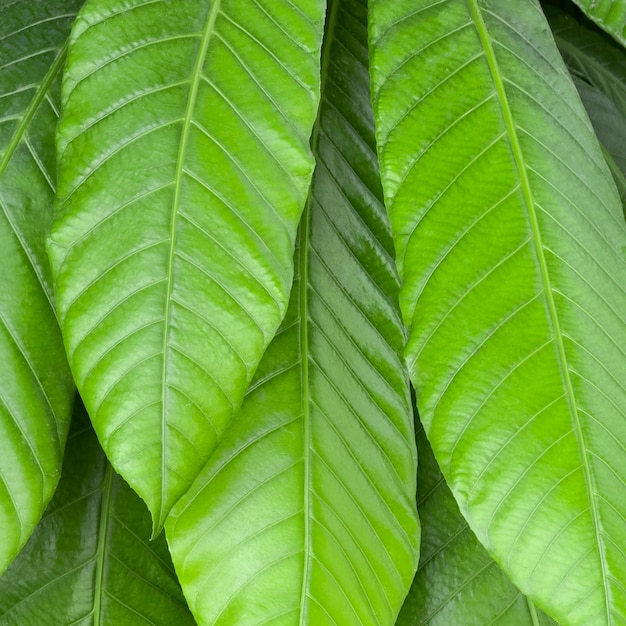 Foto hojas verdes frescas en el jardín