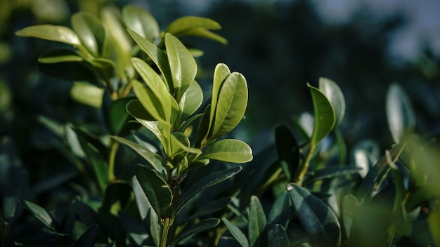 Hojas verdes frescas a la luz del sol