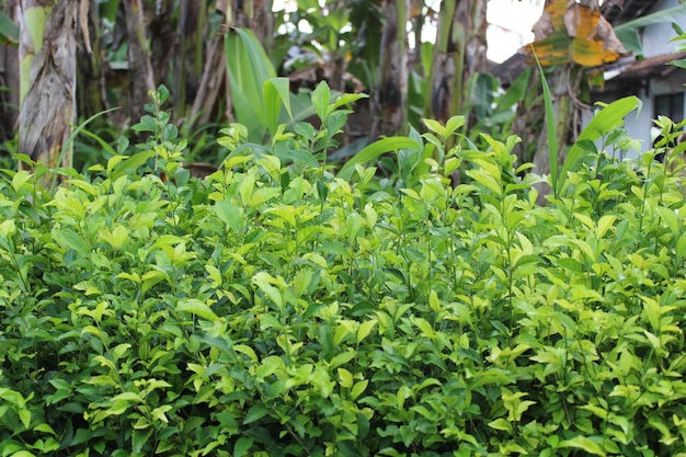 Hojas verdes frescas por la mañana