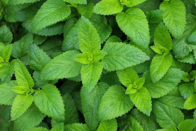 Hojas verdes frescas de menta, bálsamo de limón, menta, vista superior, textura de hoja de menta