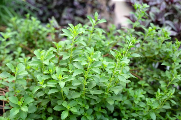 Hojas verdes frescas de la planta de stevia