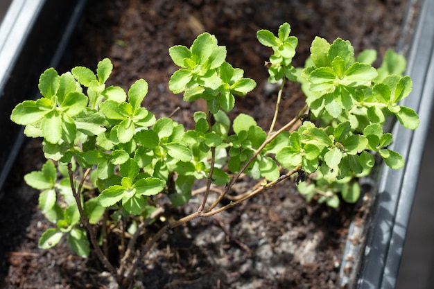 Hojas verdes frescas de la planta de stevia
