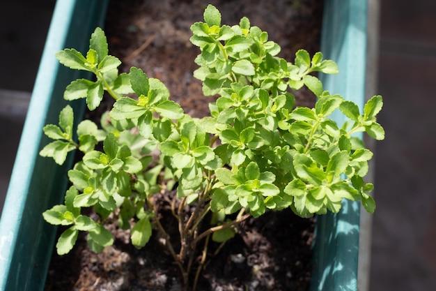 Hojas verdes frescas de la planta de stevia