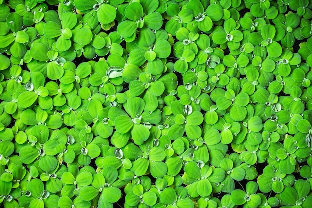 Hojas verdes frescas de primavera con fondo de pared de gotas de lluvia de agua