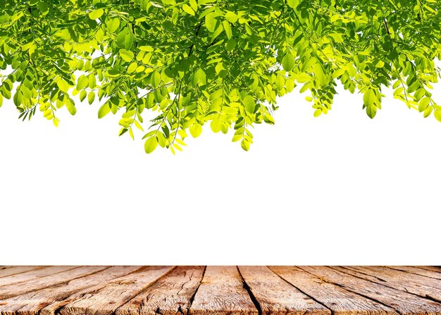 Hojas verdes frescas de primavera con mesa de madera aislado sobre fondo blanco.