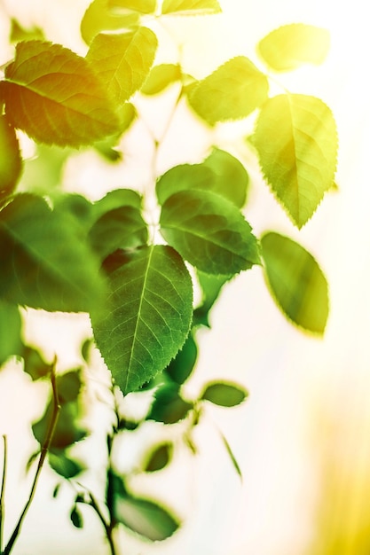 Hojas verdes frescas en primavera