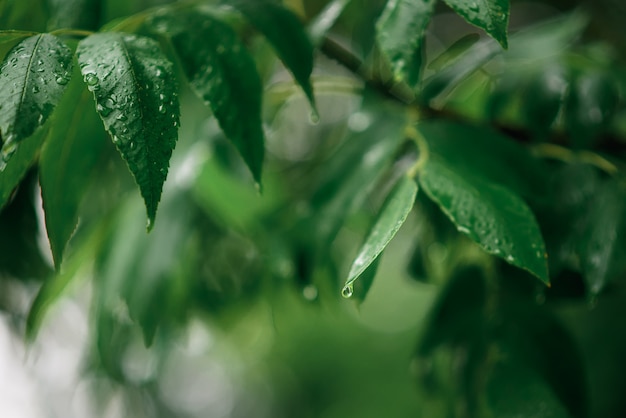 Hojas verdes frescas en las ramas del árbol en gotas de lluvia