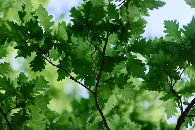 Hojas verdes frescas en las ramas de un roble cerca del cielo a la luz del sol Cuidado de la naturaleza y la ecología respeto por la Tierra