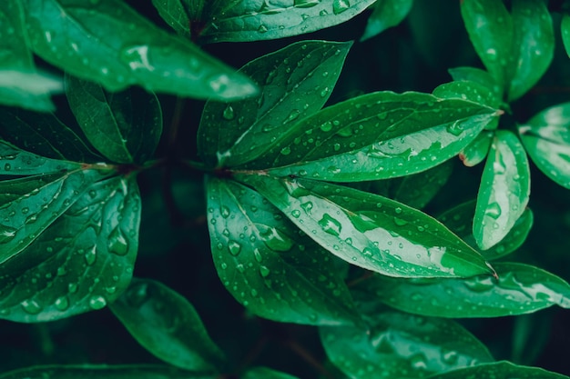 Hojas verdes con gotas de agua como imagen de fondo Vista superior Copiar espacio vacío para texto