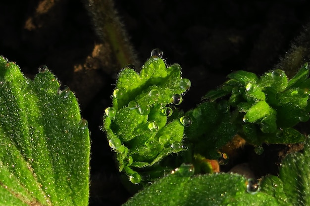 Hojas verdes con gotas de agua después de la lluvia.