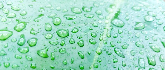 Foto hojas verdes con gotas de agua en las hojas