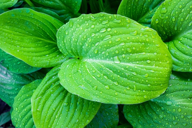 Hojas verdes con gotas de agua