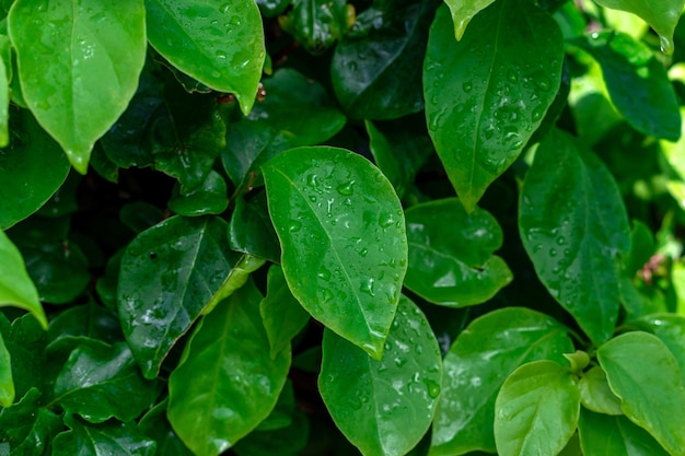 Hojas verdes con gotas de agua