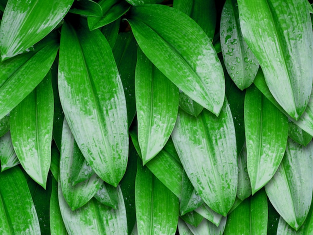 Hojas verdes con gotas de agua