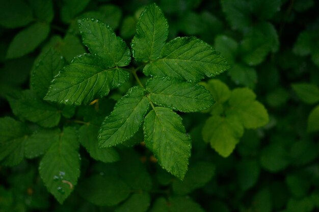 Hojas verdes con gotas de lluvia en el borde de las hojas.