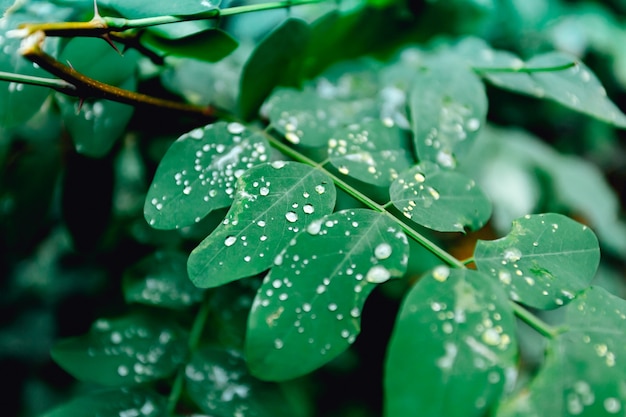 Hojas verdes con gotas de lluvia en el bosque.