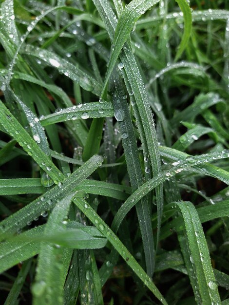 Hojas verdes con gotas de lluvia