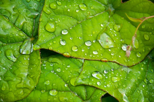 Hojas verdes con gotas de rocío Fondo de textura Fondo natural y papel tapiz Primer plano