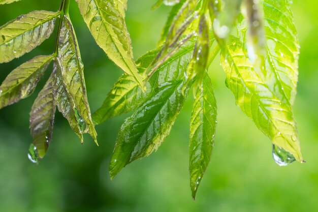 Hojas verdes con gotas de rocío