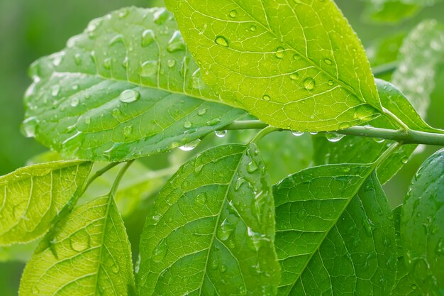 Hojas verdes con gotas de rocío