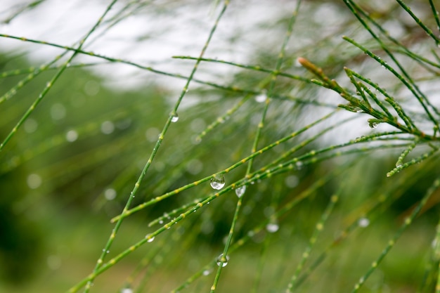 hojas verdes con gotas