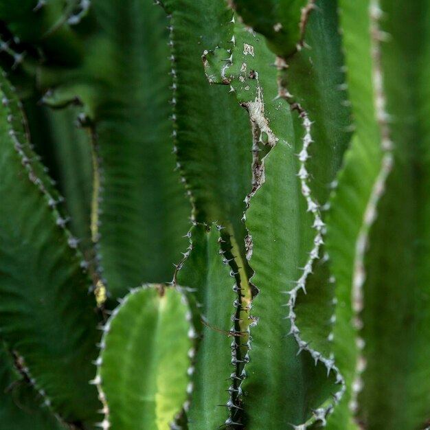 Hojas verdes de un gran cactus en el parque Suculentas medicinales Formato cuadrado de primer plano