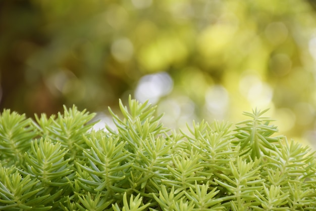 Foto hojas verdes de helecho para el fondo de la naturaleza