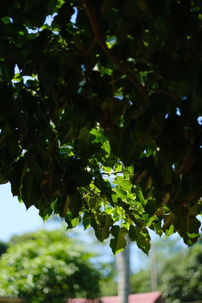 Hojas verdes con hermosa luz de fondo.