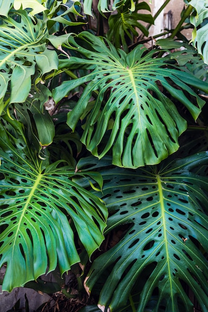 hojas verdes de la hermosa planta de filodendro de Monstera que crecen silvestres en un bosque tropical