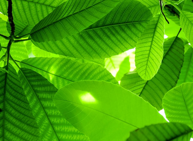 Hojas verdes hermosas creativas con luz del sol en la ramificación en el jardín y la selva tropical.