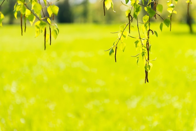 Hojas verdes y hierba verde de la naturaleza.