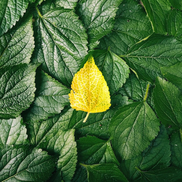 Hojas verdes y hoja amarilla.