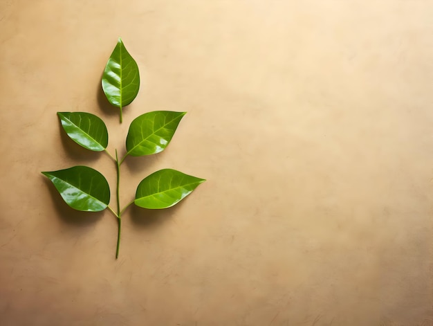 Hojas verdes en una hoja de cartón reciclado de papel de alta resolución