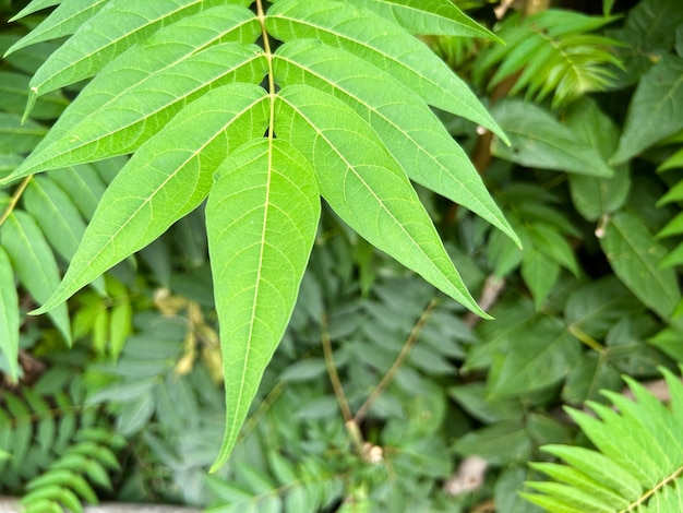 Hojas verdes de las hojas de fondo del árbol