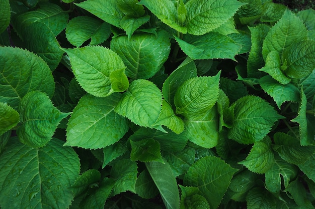 Hojas verdes de hortensia con gotas de lluvia.