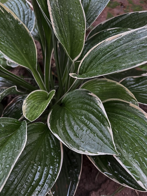 Hojas verdes de hosta con un borde blanco en gotas de agua Disparo cercano Patrón floral de hojas