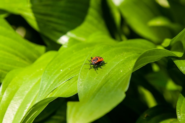 Hojas verdes con un insecto rojo.