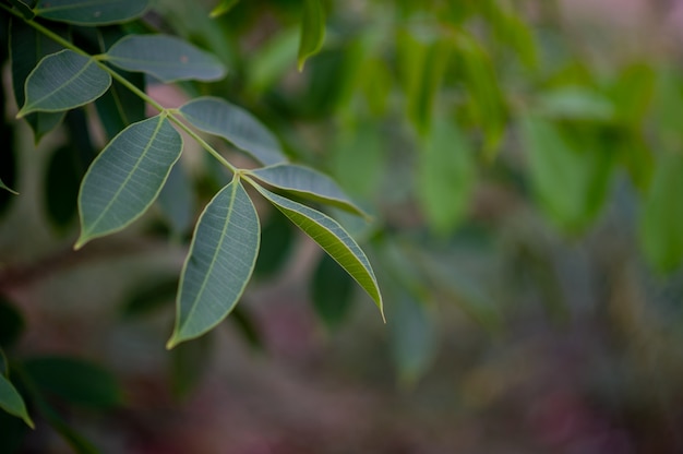 Hojas verdes en el jardín