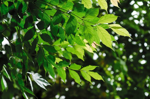 Hojas verdes en el jardín