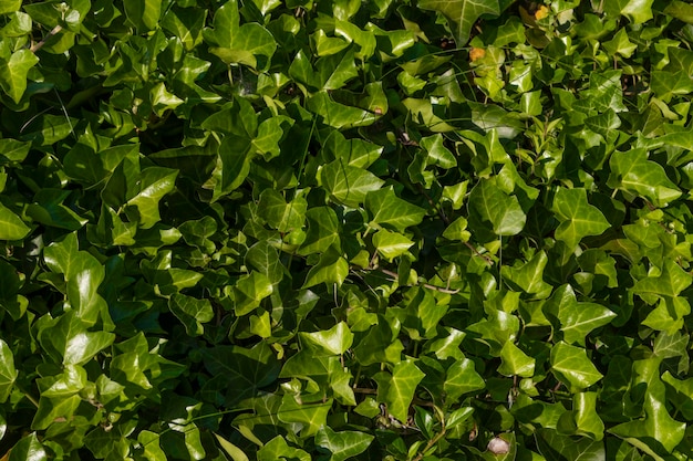 Hojas verdes en el jardín