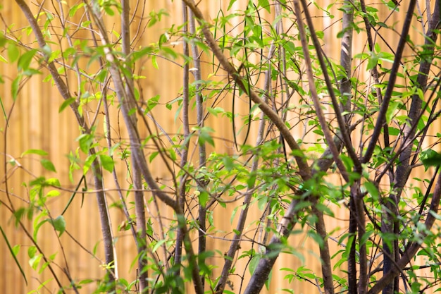 Hojas verdes en el jardin