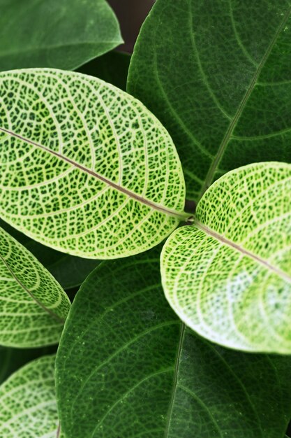 Las hojas verdes jóvenes cierran las hojas nuevas de la planta tropical de verano como fondo natural verde