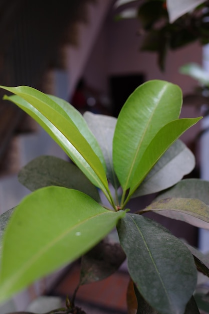 Las hojas verdes jóvenes de la planta frutal de la sapodilla