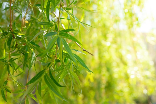 Hojas verdes jóvenes de primavera de sauce Enfoque variable