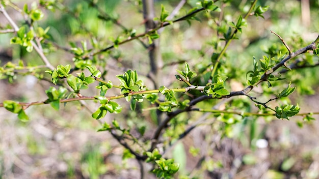 Hojas verdes jóvenes en una rama de árbol