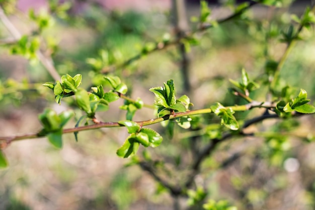 Hojas verdes jóvenes en una rama de árbol